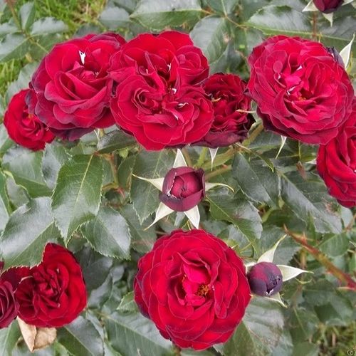 Roşu închis catifelat - Trandafir copac cu trunchi înalt - cu flori în buchet - coroană tufiș